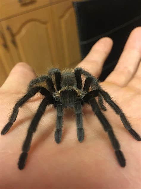 Texas Brown Tarantula (Aphonopelma hentzi) - Tarantulas - Bug Pets USA ...