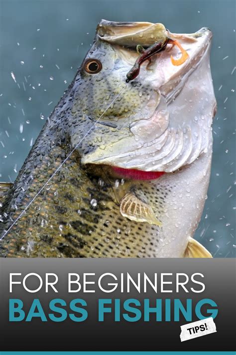 Bass Fishing Tips And Techniques For Beginners (Ultimate Guide ...