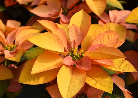 Abundant poinsettia colors bring beauty to holidays | Mississippi State ...