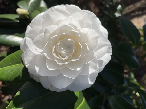 Camellia japonica 'White by the Gate' | North Carolina Extension ...