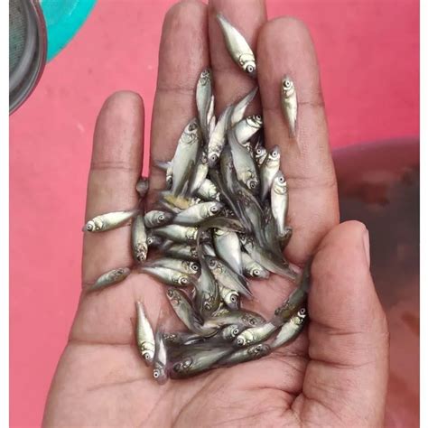 1.50 Inch Catla Fish Seed, 22-28 Degree Celsius at Rs 1.25/piece in Vadodara | ID: 22534360197