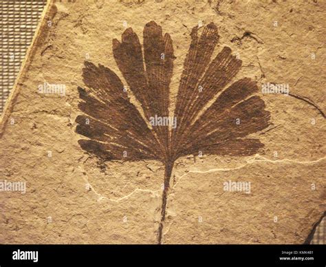 Ginkgo fossil leaf Stock Photo - Alamy