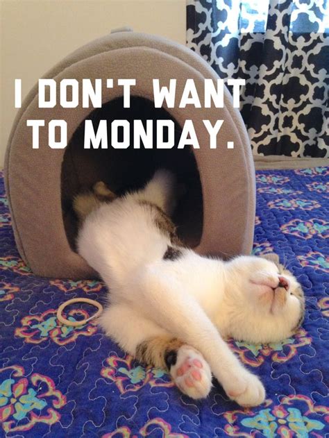 I don't want to #Monday. #catmeme | Cat memes, Animals, Monday