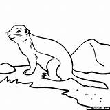 Gopher Drawing At GetDrawings  Free Download sketch template