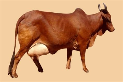 Red Sindhi Cow Price, Daily Milk Yield, Life Span, Feed