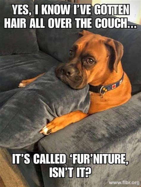 17 Funny Boxer Memes - PetTime