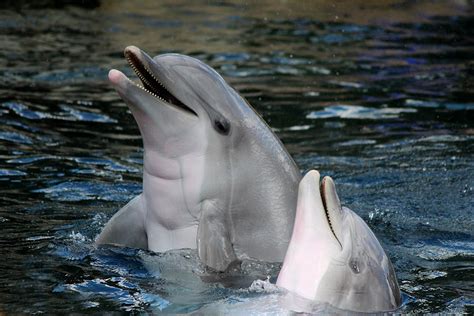 Laughing Dolphins Photograph by Heike Hultsch