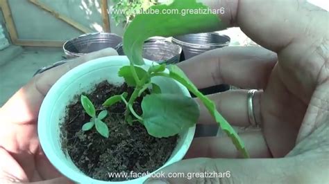 How to Grow Figs From Seed | Soil for Fig Tree | Seedling to Transplant | Part-2 (Urdu/hindi ...