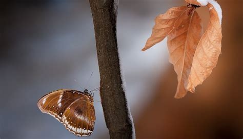 Brown Butterfly – Meaning and Symbolism - Dream Astro Meanings