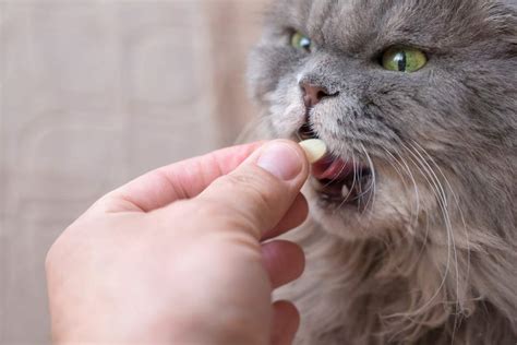 Melatonin for Cats: Overview, Dosage, & Side Effects - Cats.com