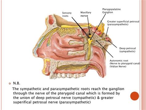 Pin op neurology