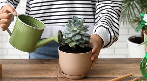 How to Water Succulent Plants in 5 Easy Steps