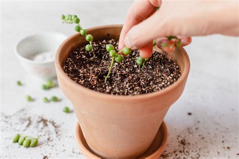 How to Propagate String of Pearls: 3 Methods