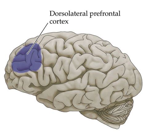 dorsolateral prefrontal cortex | Dr Shock MD PhD