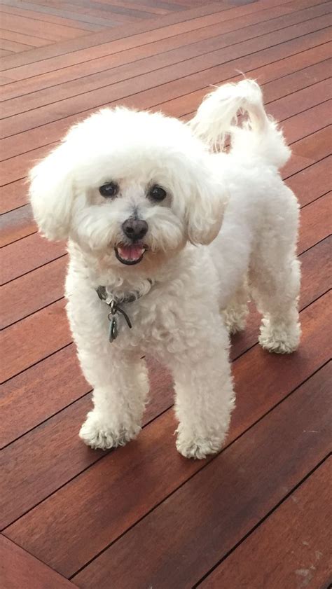 Pin by Amanda Lee on Love my Bichon | Cute dogs, Bichon frise dogs ...