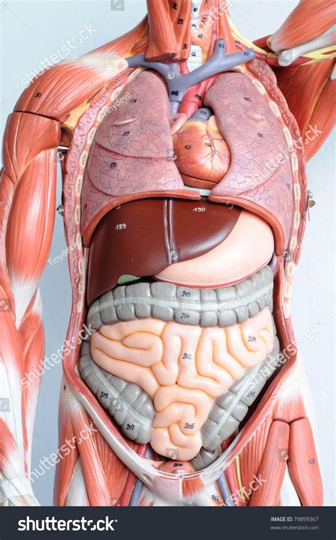 Human Anatomy Stock Photo 79899367 - Shutterstock