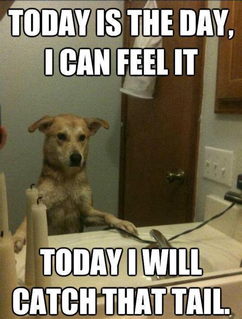 11 National Dog Day Memes That Are Just As Hilarious As They Are Cute