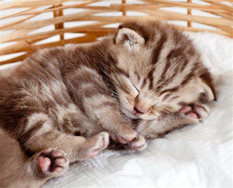 How much do kittens sleep? — K&H Pet Products