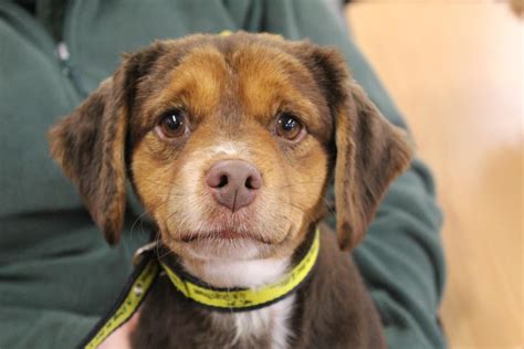 Looking at Binky @dogstrust #rehomeadog Rehome Dog, Dog Crossbreeds, Dogs Trust, Rehoming, Binky ...