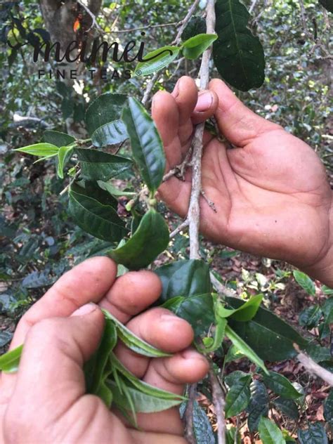 Meimei Fine Teas - 2016 Nannuo Mountain Ancient Tree Loose Leaf Sheng Pu’erh Tea - Pu-erh Tea
