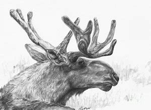 Moose Antlers Drawing at PaintingValley.com | Explore collection of Moose Antlers Drawing