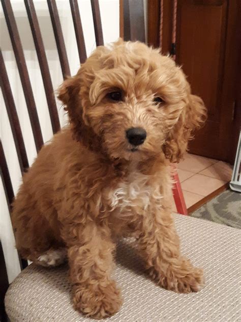 Cockapoo Puppies Va Beach / Meet Jewel - female Cockapoo puppy for sale ...