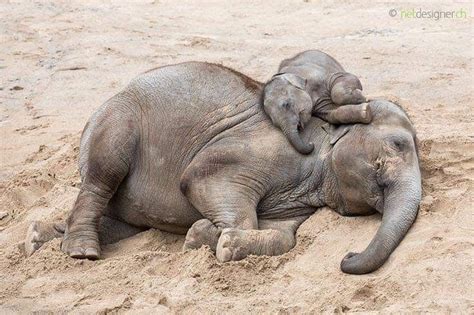 Pin by Kay Anderson on animals | Elephant, Baby animals, Asian elephant