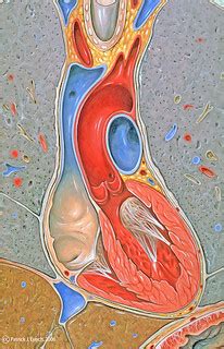 Heart and lungs | Illustration by Patrick J. Lynch Creative … | Flickr