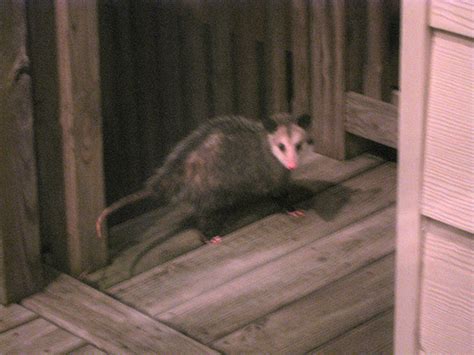 How to Get Rid of Possums – Simple Tips and Tricks for Getting Rid of Possums