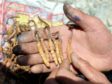 Caterpillar Fungus Making Tibetan Herders Rich