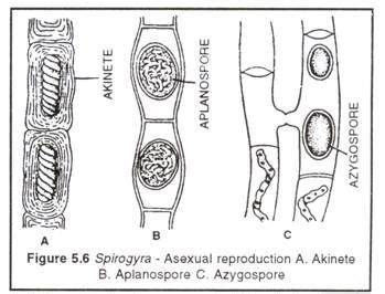 Spirogyra: Life Cycle of Spirogyra and Germination of Zygospore | Life cycles, Germination, Life