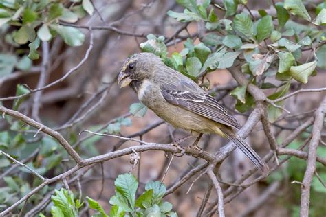 South Africa Birding Tours - South Africa Birdwatching - Birdquest