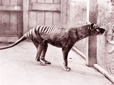 Extinct Tasmanian Tigers May Have Survived Longer Than Previously ...