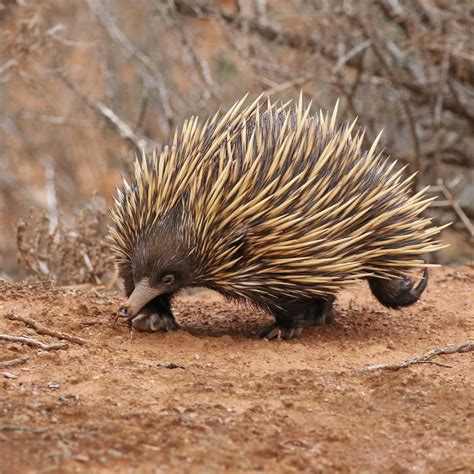 I loved spending time with this very active and curious echidna at Red Banks Conservation Park ...