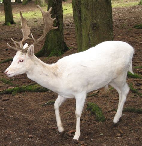 White deer in myths and legends – RANDOM Times