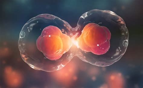 El ciclo celular, mitosis y meiosis. - Homo medicus