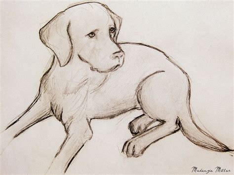 Labrador Drawing by SweetSurrender13 on deviantART | Animal drawings, Dog drawing, Dog art