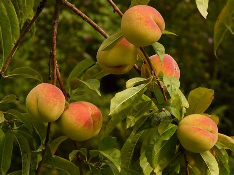 Peaches Peach Tree Malum Persicum · Free photo on Pixabay