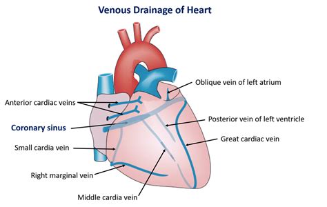 Venous Drainage of Heart - coronary sine and its tributaries, venae cordis minimae