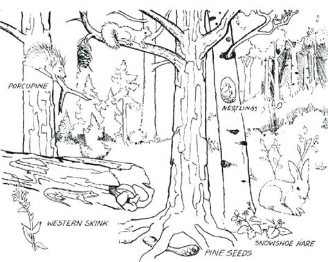 Forest Habitat Coloring Pages at GetColorings.com | Free printable colorings pages to print and ...