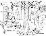 Forest Habitat Coloring Pages At GetColoringscom  Free Printable sketch template