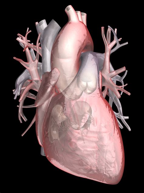 Heart Anatomy 3d Model - vrogue.co
