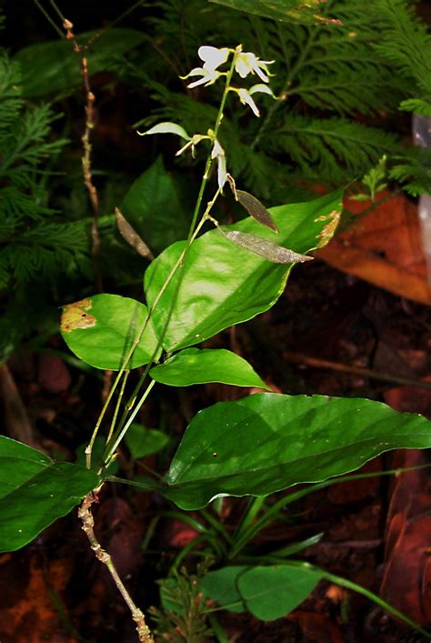 Desmodium (Fabaceae) image 24635 at PhytoImages.siu.edu