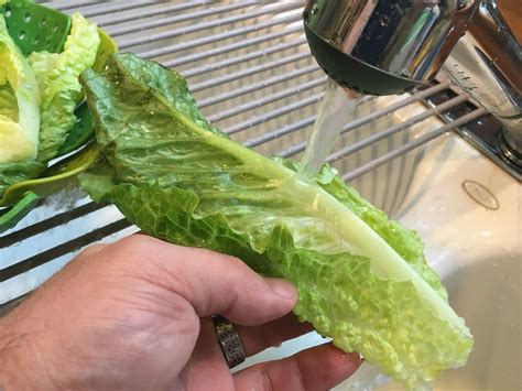 Cleaning and Storing Romaine Hearts | ThriftyFun