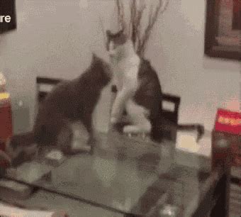 Cats Fight GIF - Cats Fight FunnyCat - Discover & Share GIFs