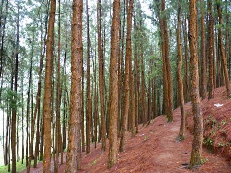 Vagamon Fotos - Besondere Vagamon, Idukki District Bilder - Tripadvisor