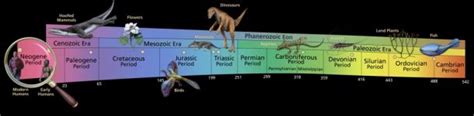 Phanerozoic Eon Introduction