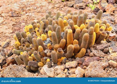 Lava Cactus Growing On Genovesa Island, Galapagos National Park ...