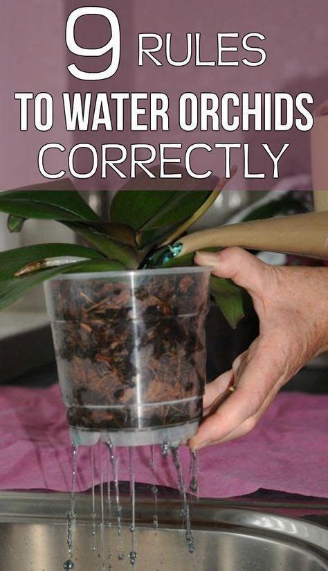 9 rules to water orchids correctly - Gardaholic.net #indoorgardening | Orchids in water, Indoor ...