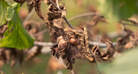 How Long Do Hazelnut Trees Live - Complete Lifespan - EmbraceGardening